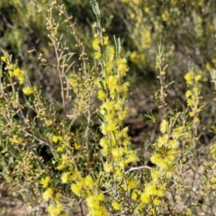 Acacia flexifolia (Bent-leaf Wattle) at Dirnaseer, NSW - 10 Jun 2023 by trevorpreston