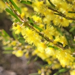 Acacia flexifolia at Dirnaseer, NSW - 10 Jun 2023