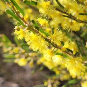 Acacia flexifolia at Dirnaseer, NSW - 10 Jun 2023