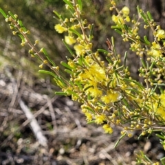 Acacia flexifolia at Dirnaseer, NSW - 10 Jun 2023