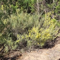 Acacia flexifolia at Dirnaseer, NSW - 10 Jun 2023