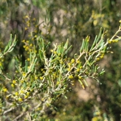 Acacia flexifolia at Dirnaseer, NSW - 10 Jun 2023