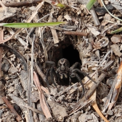 Lycosidae (family) (Wolf spider) at Stromlo, ACT - 22 Sep 2018 by JimL