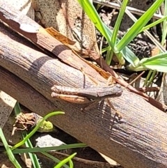 Phaulacridium vittatum at Cootamundra, NSW - 10 Jun 2023 11:46 AM