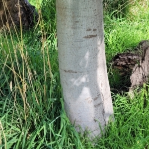 Brachychiton populneus at Cootamundra, NSW - 10 Jun 2023