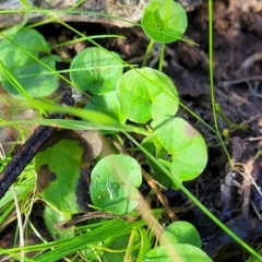 Dichondra repens (Kidney Weed) at Flagstaff Memorial NR - 10 Jun 2023 by trevorpreston