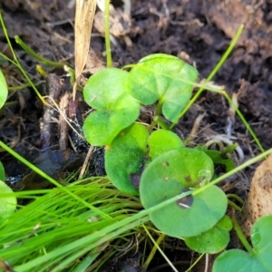 Dichondra repens at Cootamundra, NSW - 10 Jun 2023 11:34 AM