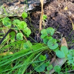 Dichondra repens at Cootamundra, NSW - 10 Jun 2023 11:34 AM