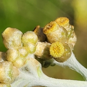 Pseudognaphalium luteoalbum at Cootamundra, NSW - 10 Jun 2023