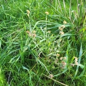 Pseudognaphalium luteoalbum at Cootamundra, NSW - 10 Jun 2023