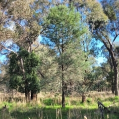 Callitris glaucophylla (White Cypress Pine) at Flagstaff Memorial NR - 10 Jun 2023 by trevorpreston