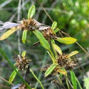 Euchiton involucratus at Cootamundra, NSW - 10 Jun 2023