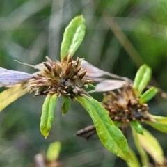 Euchiton involucratus at Cootamundra, NSW - 10 Jun 2023