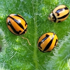 Micraspis frenata (Striped Ladybird) at Cootamundra, NSW - 10 Jun 2023 by trevorpreston