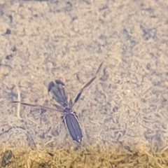 Notonectidae (family) (Backswimmer) at Jindalee National Park - 10 Jun 2023 by trevorpreston