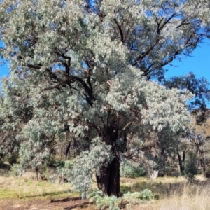 Eucalyptus sideroxylon at Jindalee National Park - 10 Jun 2023