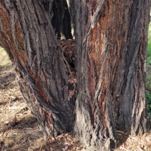 Eucalyptus sideroxylon at Jindalee National Park - 10 Jun 2023