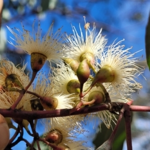 Eucalyptus sideroxylon at Jindalee National Park - 10 Jun 2023