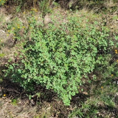 Goodia lotifolia (Golden Tip) at Cootamundra, NSW - 10 Jun 2023 by trevorpreston