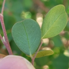 Goodia medicaginea at Jindalee National Park - 10 Jun 2023 11:00 AM