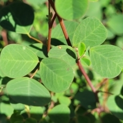 Goodia medicaginea at Jindalee National Park - 10 Jun 2023 11:00 AM