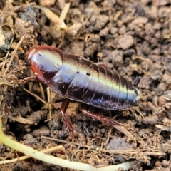 Panesthia australis at Jindalee National Park - 10 Jun 2023 by trevorpreston