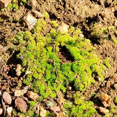 Fossombronia sp. (genus) (A leafy liverwort) at Cootamundra, NSW - 10 Jun 2023 by trevorpreston