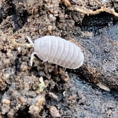 Armadillidium vulgare (Slater bug, woodlouse, pill bug, roley poley) at Jindalee National Park - 10 Jun 2023 by trevorpreston