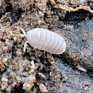 Armadillidium vulgare at Cootamundra, NSW - 10 Jun 2023 10:51 AM