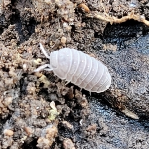 Armadillidium vulgare at Cootamundra, NSW - 10 Jun 2023 10:51 AM