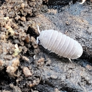 Armadillidium vulgare at Cootamundra, NSW - 10 Jun 2023