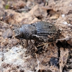 Amycterus sp. (genus) (Ground weevil) at Jindalee National Park - 10 Jun 2023 by trevorpreston