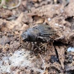 Amycterus sp. (genus) at Cootamundra, NSW - 10 Jun 2023