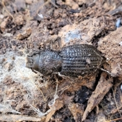 Amycterus sp. (genus) at Cootamundra, NSW - 10 Jun 2023