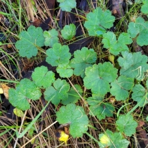 Hydrocotyle laxiflora at Cootamundra, NSW - 10 Jun 2023