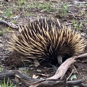 Tachyglossus aculeatus at Forde, ACT - 5 Apr 2020
