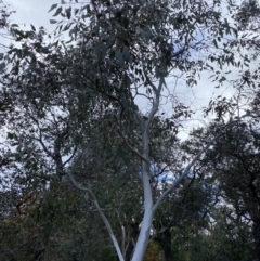 Eucalyptus blakelyi (Blakely's Red Gum) at Campbell, ACT - 9 Jun 2023 by echidna11