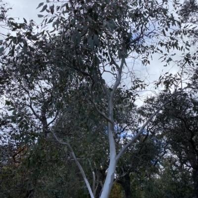 Eucalyptus blakelyi (Blakely's Red Gum) at Campbell, ACT - 9 Jun 2023 by echidna11