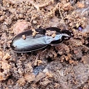 Carabidae sp. (family) at Cootamundra, NSW - 10 Jun 2023 10:40 AM