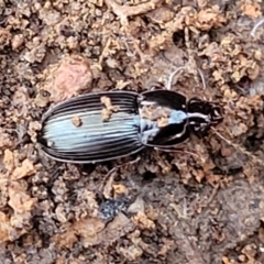 Carabidae sp. (family) at Cootamundra, NSW - 10 Jun 2023 10:40 AM