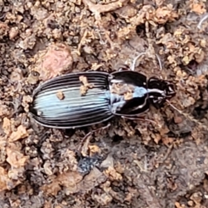 Carabidae sp. (family) at Cootamundra, NSW - 10 Jun 2023 10:40 AM