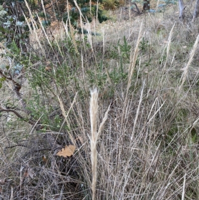 Poaceae (family) (Unidentified Grass) at Campbell, ACT - 9 Jun 2023 by echidna11