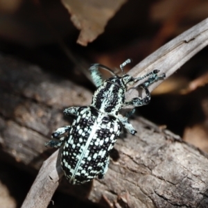 Chrysolopus spectabilis at Paddys River, ACT - 7 Mar 2021