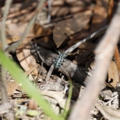 Chrysolopus spectabilis at Paddys River, ACT - 7 Mar 2021 04:13 PM