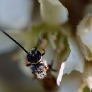 Lasioglossum (Parasphecodes) sp. (genus & subgenus) at Hughes, ACT - 10 Jun 2023