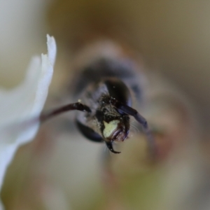 Lasioglossum (Parasphecodes) sp. (genus & subgenus) at Hughes, ACT - 10 Jun 2023