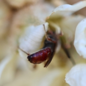 Lasioglossum (Parasphecodes) sp. (genus & subgenus) at Hughes, ACT - 10 Jun 2023