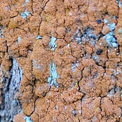 Unidentified Moss, Lichen, Liverwort, etc at Cootamundra, NSW - 10 Jun 2023 by trevorpreston