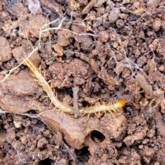 Cryptops sp. (genus) (Blind Scolopendroid Centipede) at Cootamundra, NSW - 10 Jun 2023 by trevorpreston