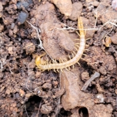 Cryptops sp. (genus) at Cootamundra, NSW - 10 Jun 2023